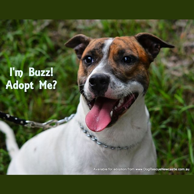 Photo of Buzz (Adopted 22/8/14) By Carer