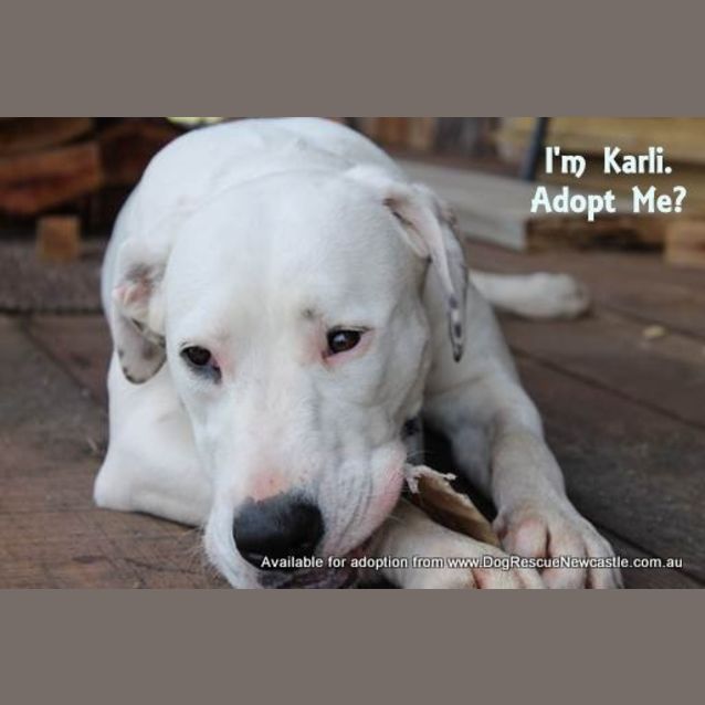 Photo of Karli (On Trial 3/8/14)