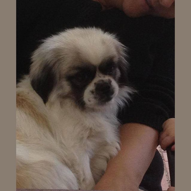 Photo of Daisy *No More Enquiries Please*