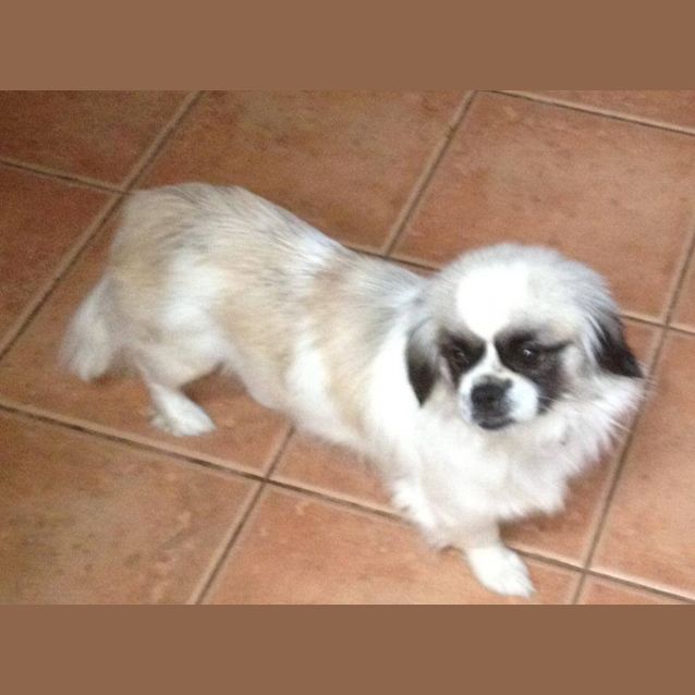 Photo of Daisy *No More Enquiries Please*