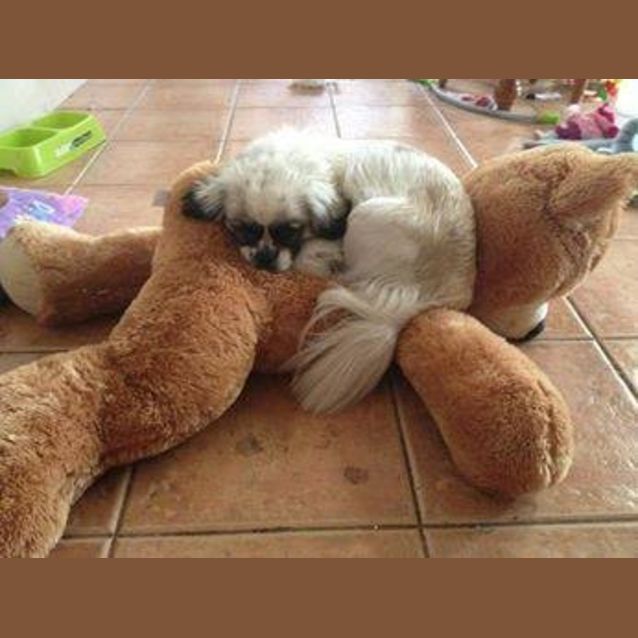 Photo of Daisy *No More Enquiries Please*