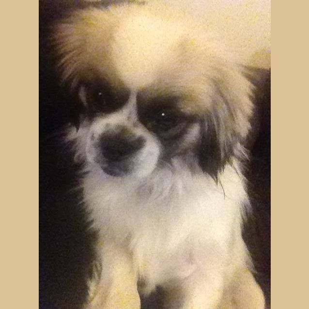 Photo of Daisy *No More Enquiries Please*