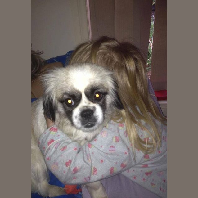 Photo of Daisy *No More Enquiries Please*