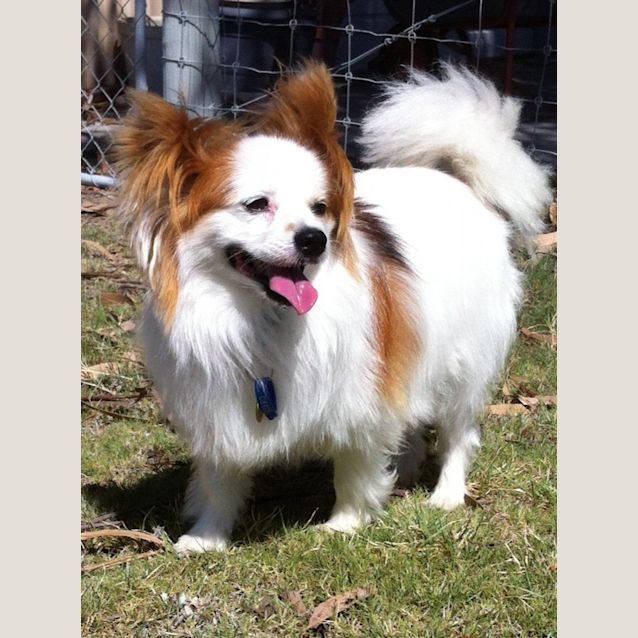 Photo of Peppi M Papillion