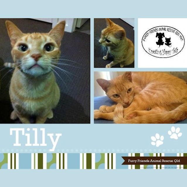 Photo of Tilly