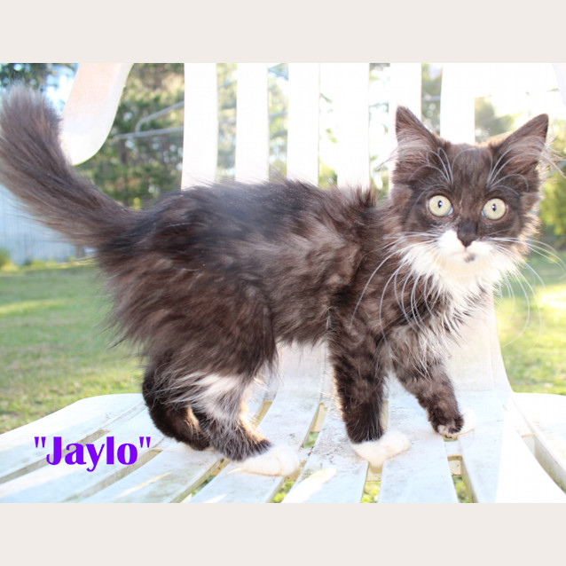 Photo of Jaylo