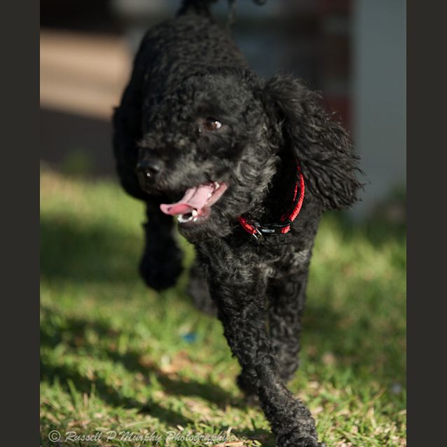 Photo of Toby *On Trial In His New Home*