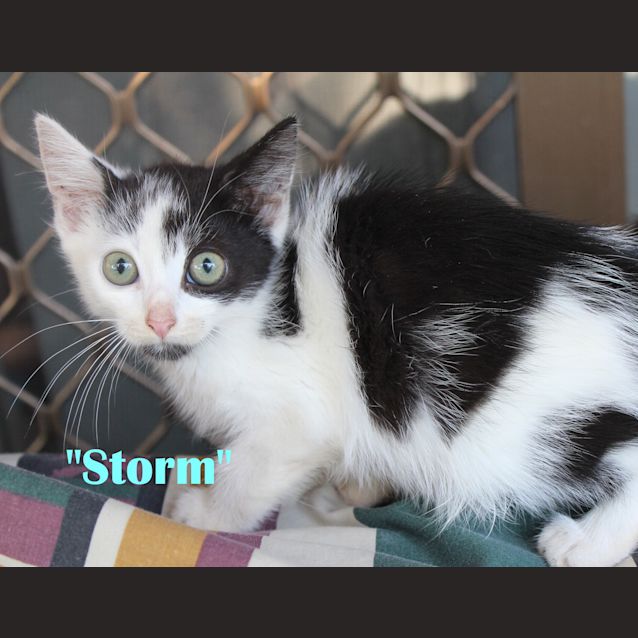 Photo of Storm