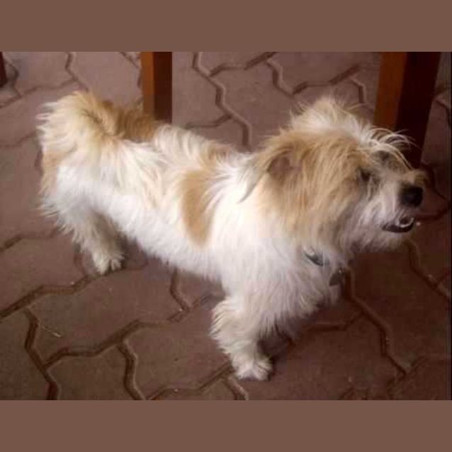 Photo of Flicka