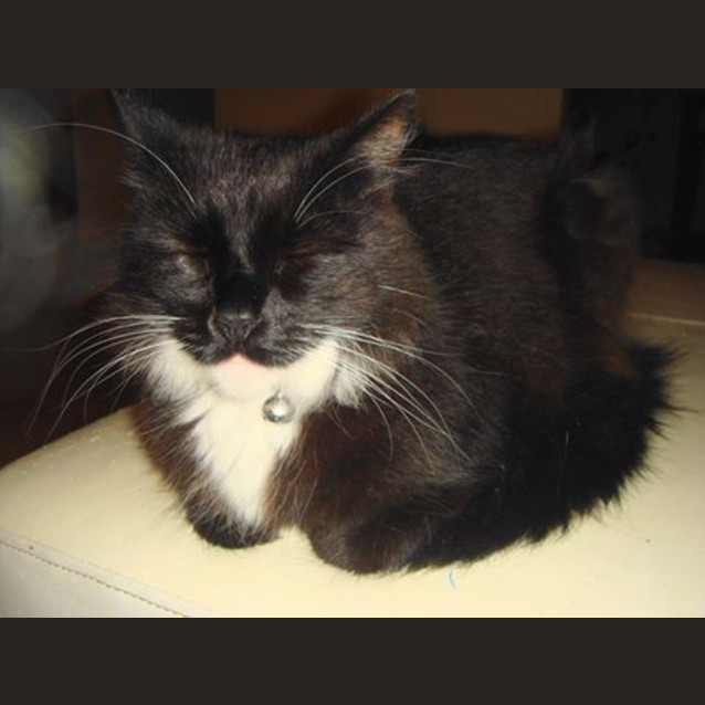 Photo of Tom (Squawks Pet Store)