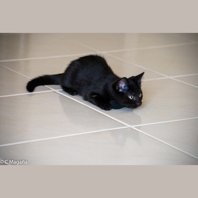 Photo of Buddy (Ec0021)