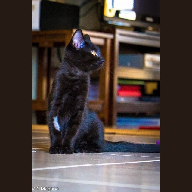 Photo of Buddy (Ec0021)