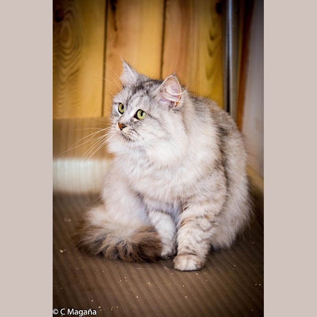 Photo of Crystal (Ec0026)