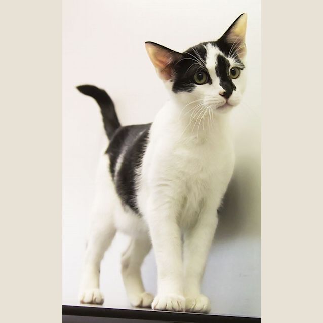 Photo of Clyde