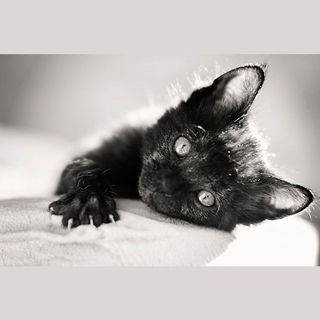 Photo of Nigella   Not Available Until Late April