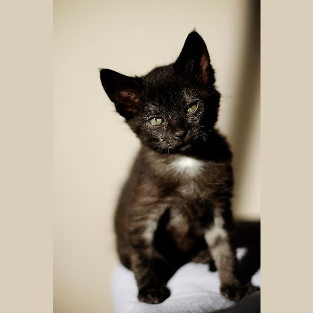 Photo of Nigella   Not Available Until Late April