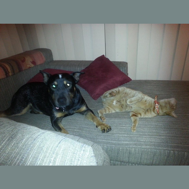 Photo of Arabella  The Beautiful Good With Confident Cats