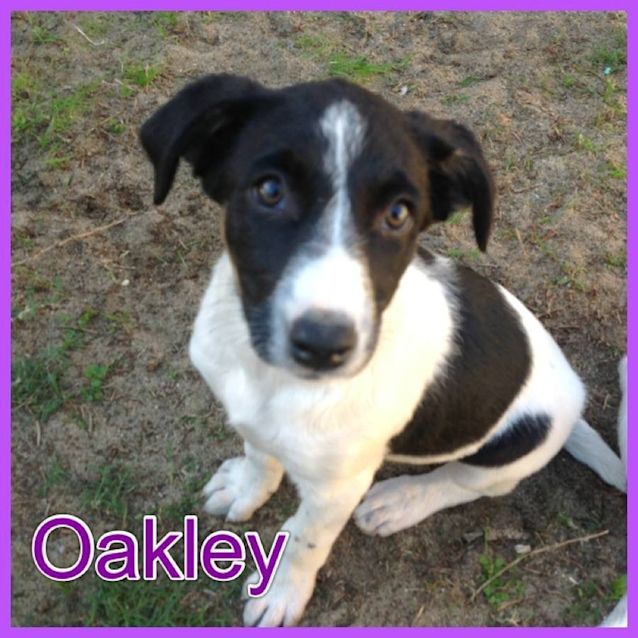 Photo of Oakley
