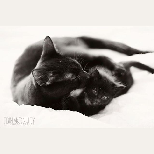 Photo of Nigella   Not Available Until Late April