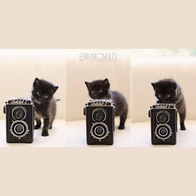 Photo of Nigella   Not Available Until Late April