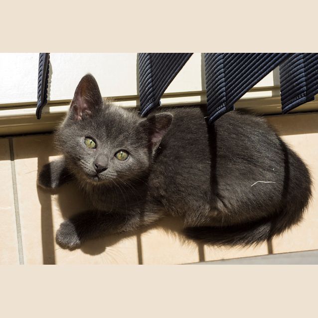 Photo of Ben Grimm **2nd Chance Cat Rescue**