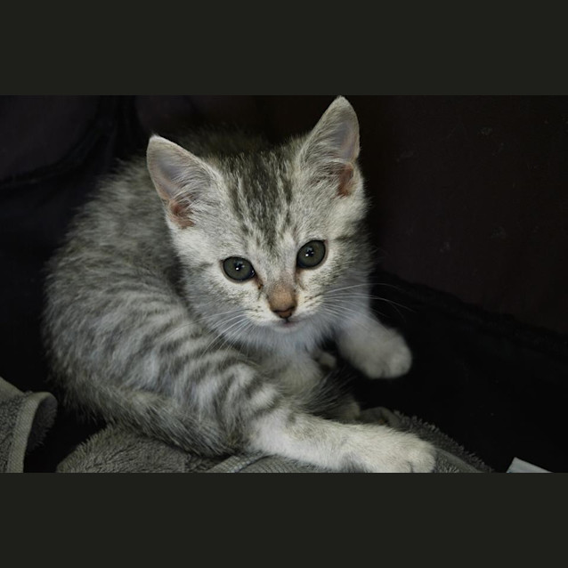 Photo of Ash