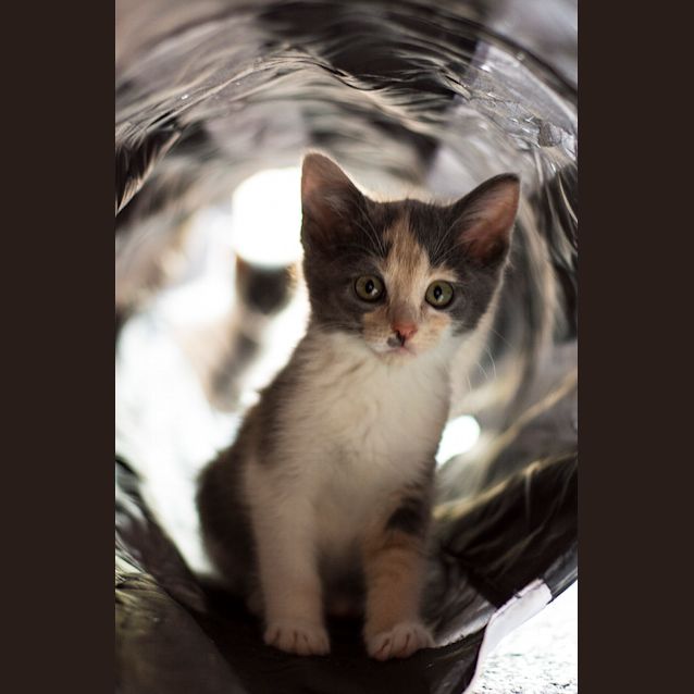 Photo of Sue Storm **2nd Chance Cat Rescue**