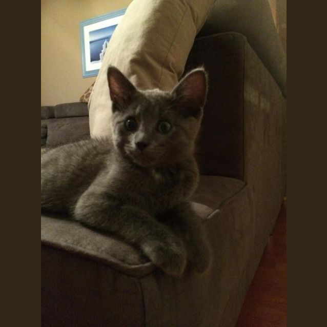 Photo of Bluey