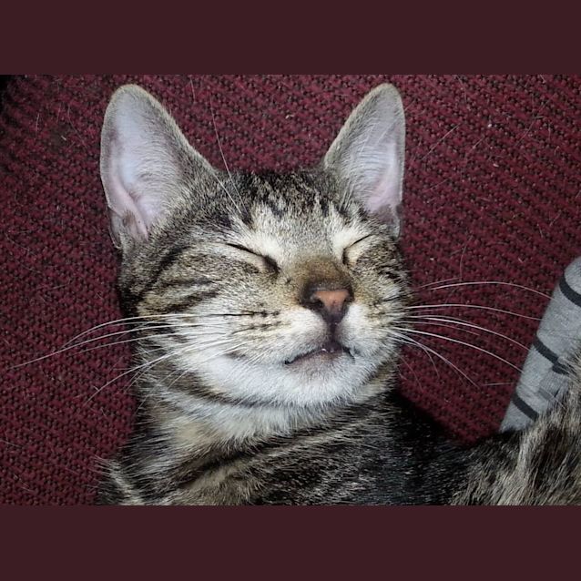 Photo of Jimmy (Jimbo)