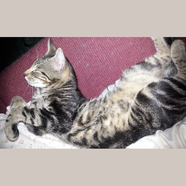 Photo of Jimmy (Jimbo)