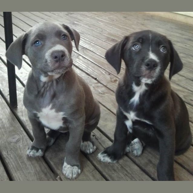 Photo of Bubba Blue X 4