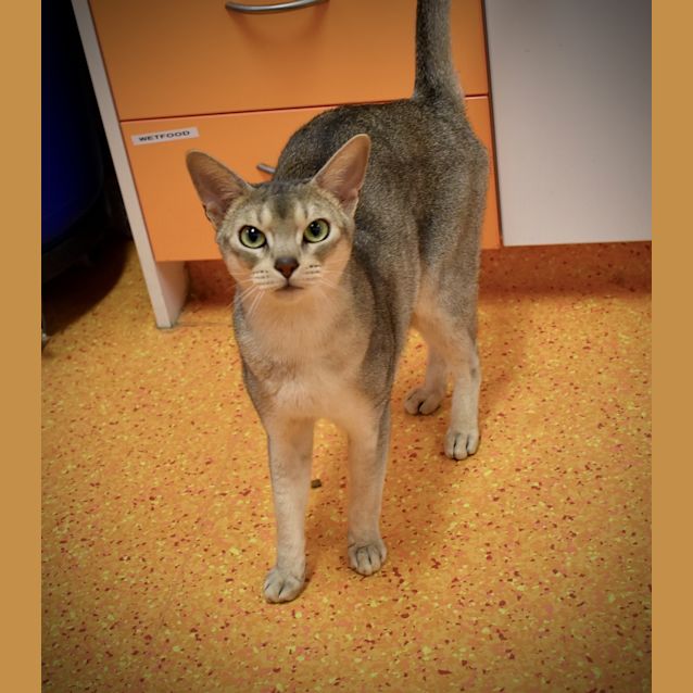 Photo of Hermes