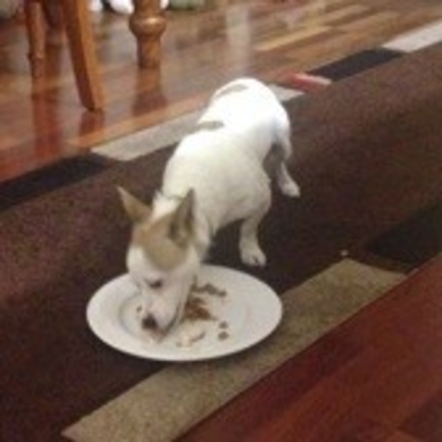 Photo of Diesel
