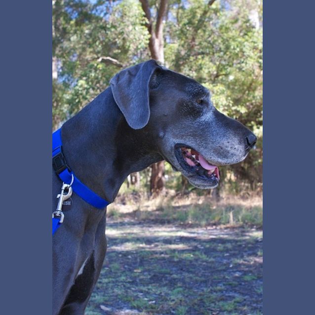 Photo of Bella (Bally Boo)   Wa