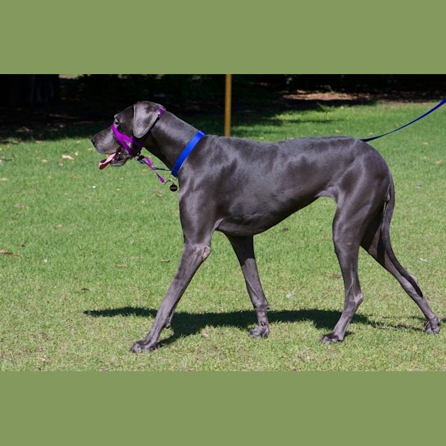 Photo of Bella (Bally Boo)   Wa