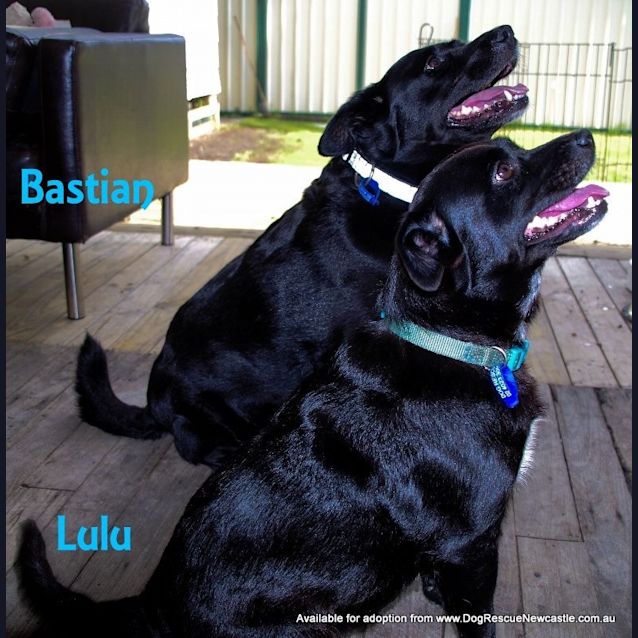 Photo of Bastian And Lulu (On Trial 7/11/14)