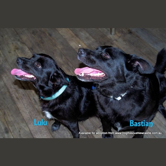 Photo of Bastian And Lulu (On Trial 7/11/14)