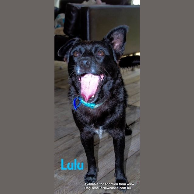 Photo of Bastian And Lulu (On Trial 7/11/14)