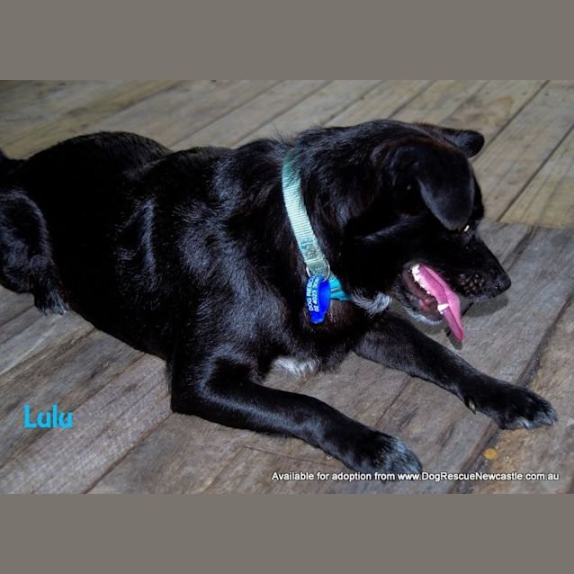 Photo of Bastian And Lulu (On Trial 7/11/14)