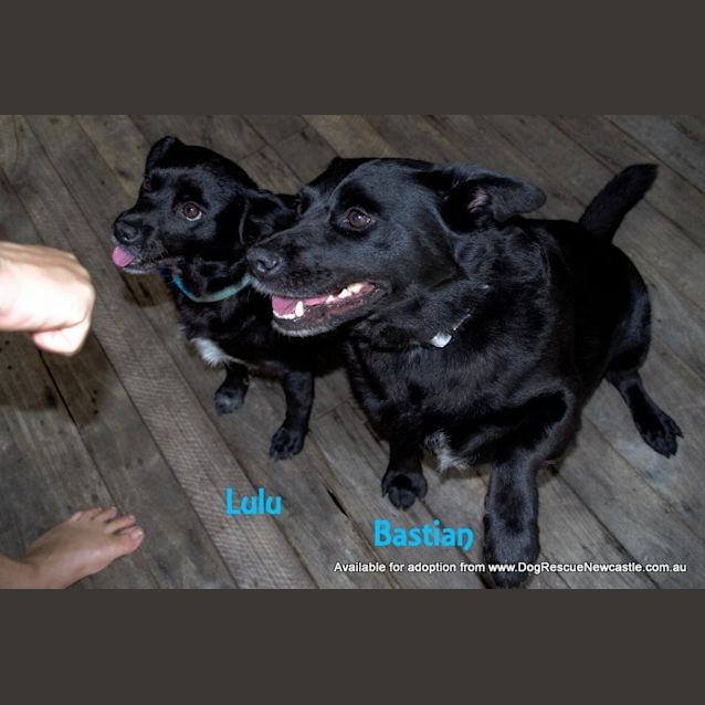 Photo of Bastian And Lulu (On Trial 7/11/14)