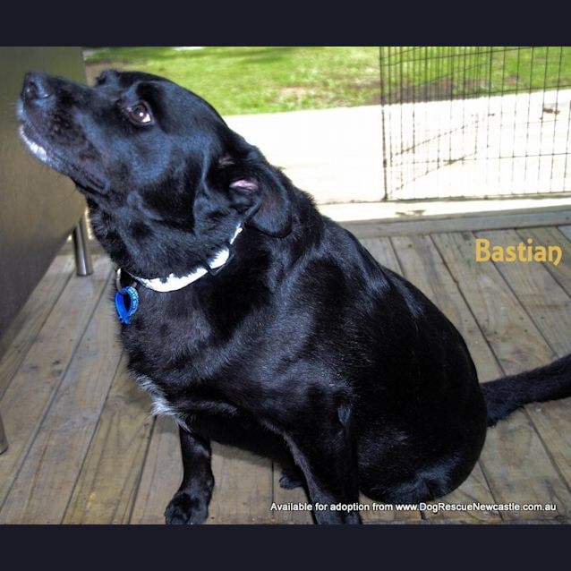 Photo of Bastian And Lulu (On Trial 7/11/14)