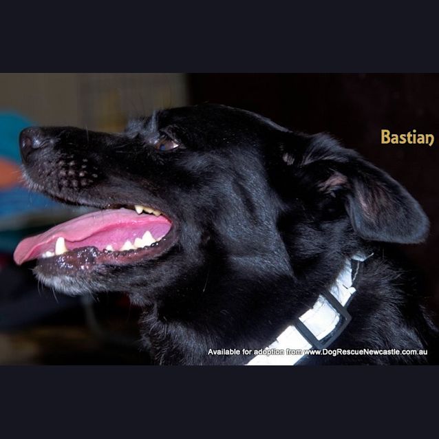 Photo of Bastian And Lulu (On Trial 7/11/14)