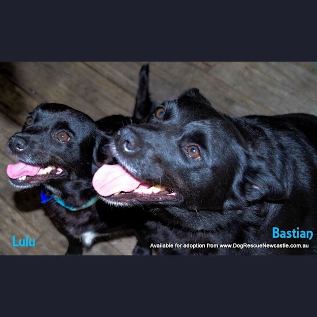 Photo of Bastian And Lulu (On Trial 7/11/14)