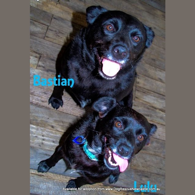 Photo of Bastian And Lulu (On Trial 7/11/14)