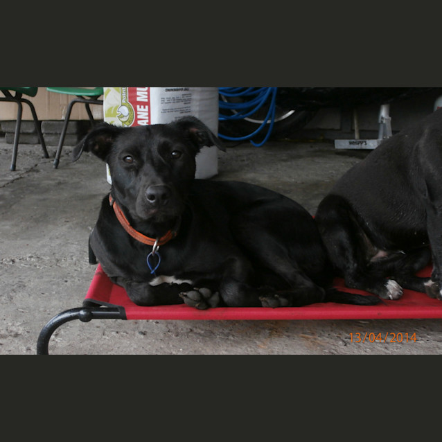 Photo of Sally (On Trial ~25/9/14)