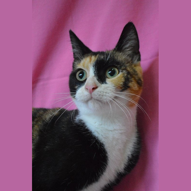 Photo of Tiki