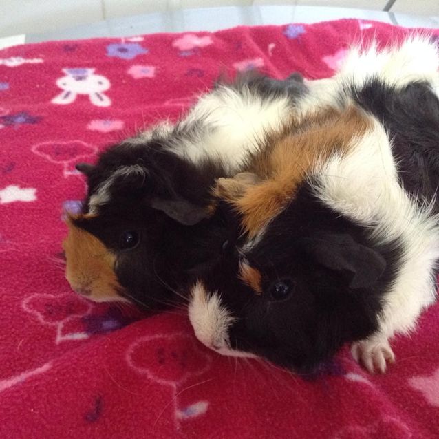 Photo of Evie And Mary