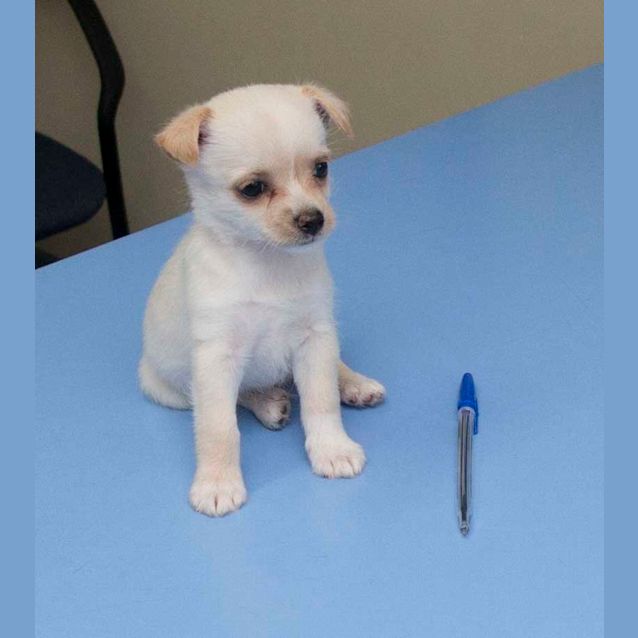 Photo of Peanut