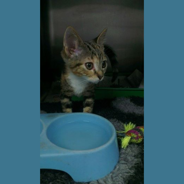 Photo of Lola
