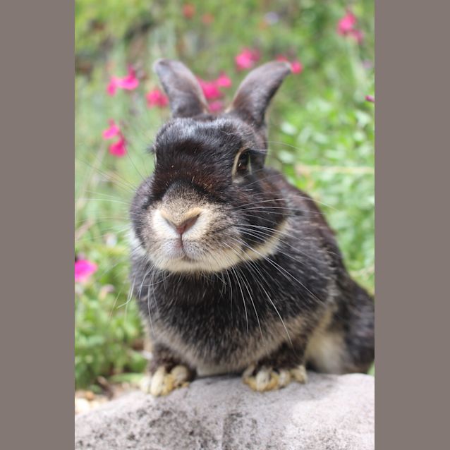 Photo of Odette 